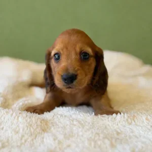 Dachshund Puppy - Crew