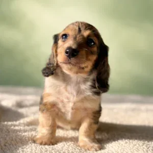 Dachshund Puppy - Dorian
