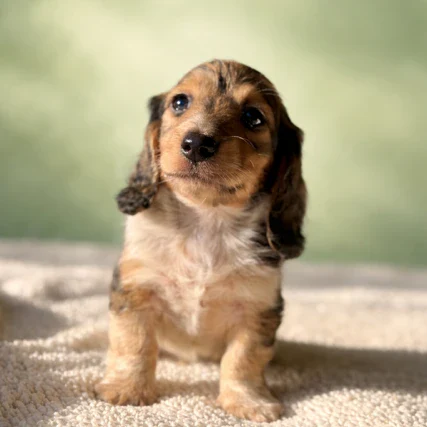 Dachshund Puppy - Dorian