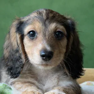 Dachshund Puppy - Dorian