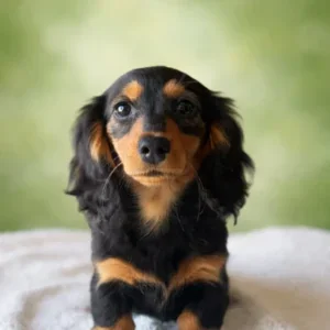 Dachshund Puppy - Doris