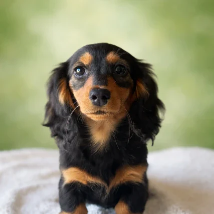 Dachshund Puppy - Doris