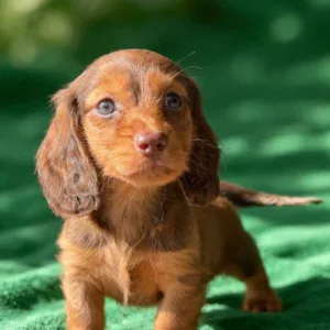 Dachshund Puppy - Edmund