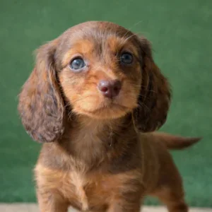 Dachshund Puppy - Edmund