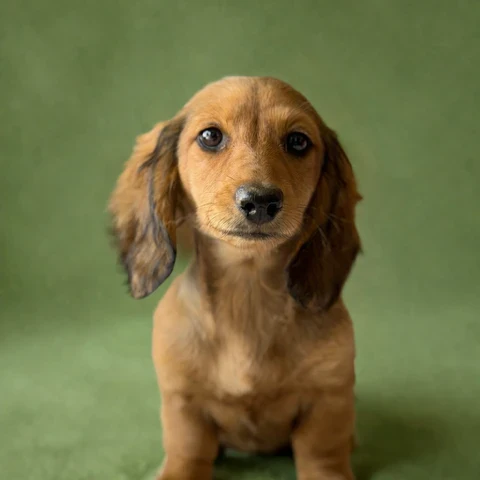 Dachshund Puppy - Honey