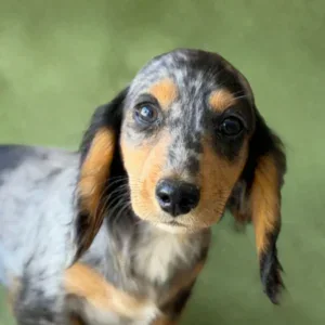Dachshund Puppy - Louie