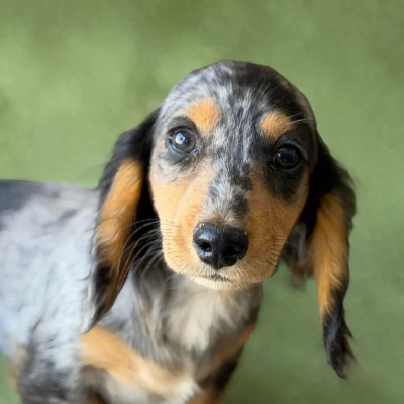 Dachshund Puppy - Louie