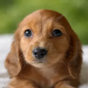 Dachshund Puppy - Melody