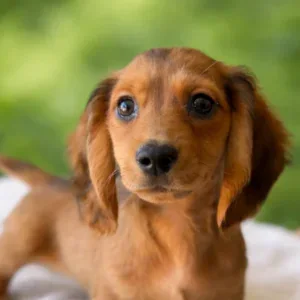 Dachshund Puppy - Nicky