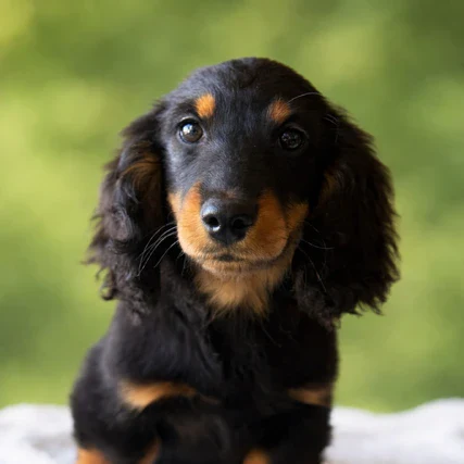 Dachshund Puppy - Norman