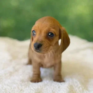 Dachshund Puppy - Nyla