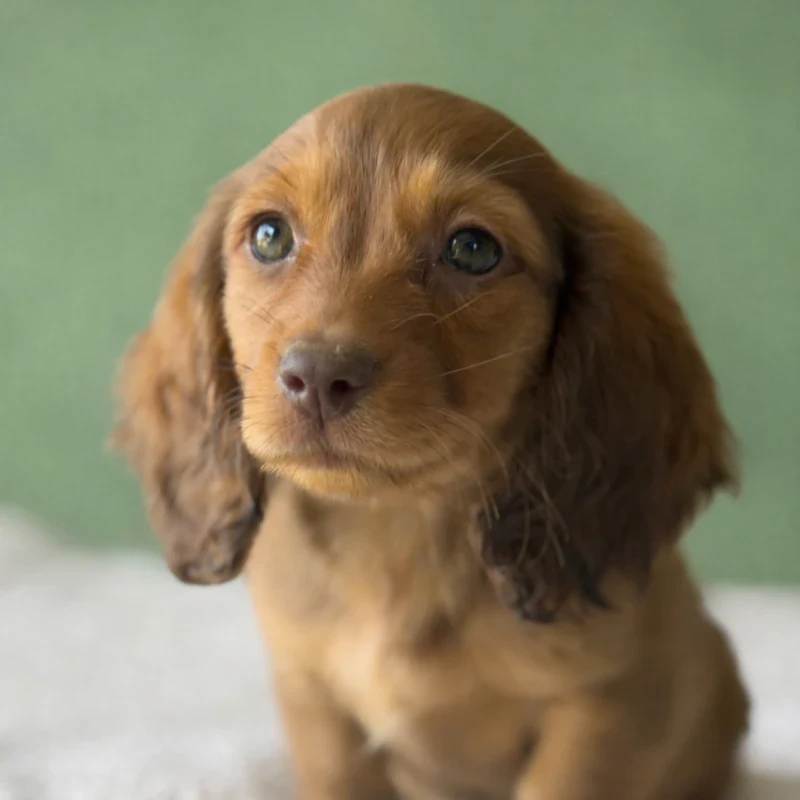 Dachshund Puppy - Sable