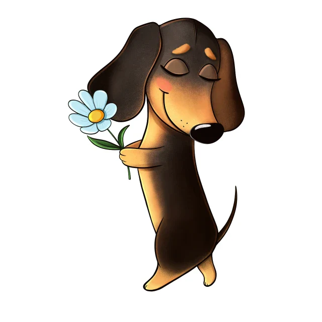 Cute walking Dachshund dog holds a flower, cartoon character, on white background