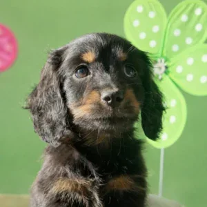 Dachshund Puppy - Violet