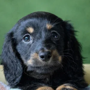 Dachshund Puppy - Violet