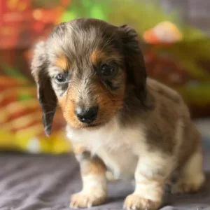Dachshund Puppy - Arabella
