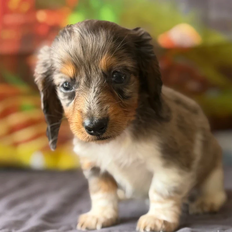 Dachshund Puppy - Arabella