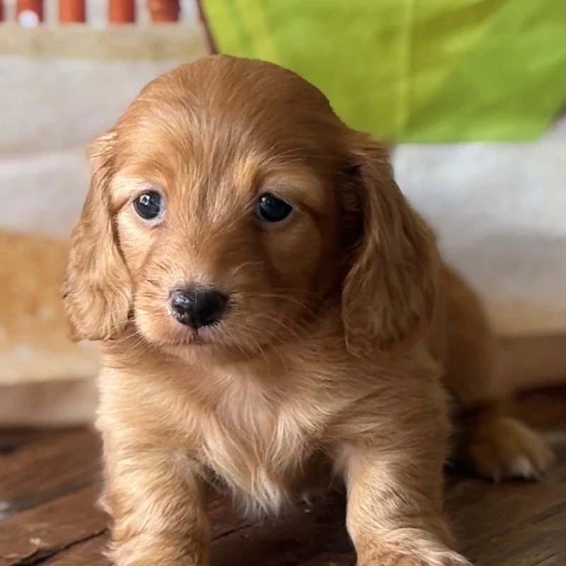 Dachshund Puppy - Celeste