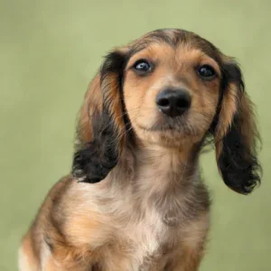Dachshund Puppy - Dorian