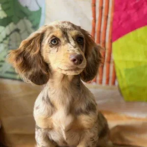 Dachshund Puppy - Koa