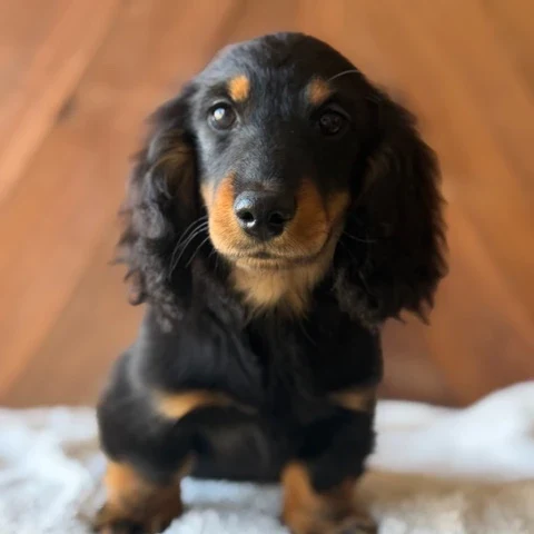Dachshund Puppy - Norman