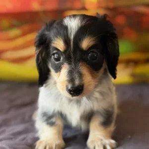 Dachshund Puppy - Pixel