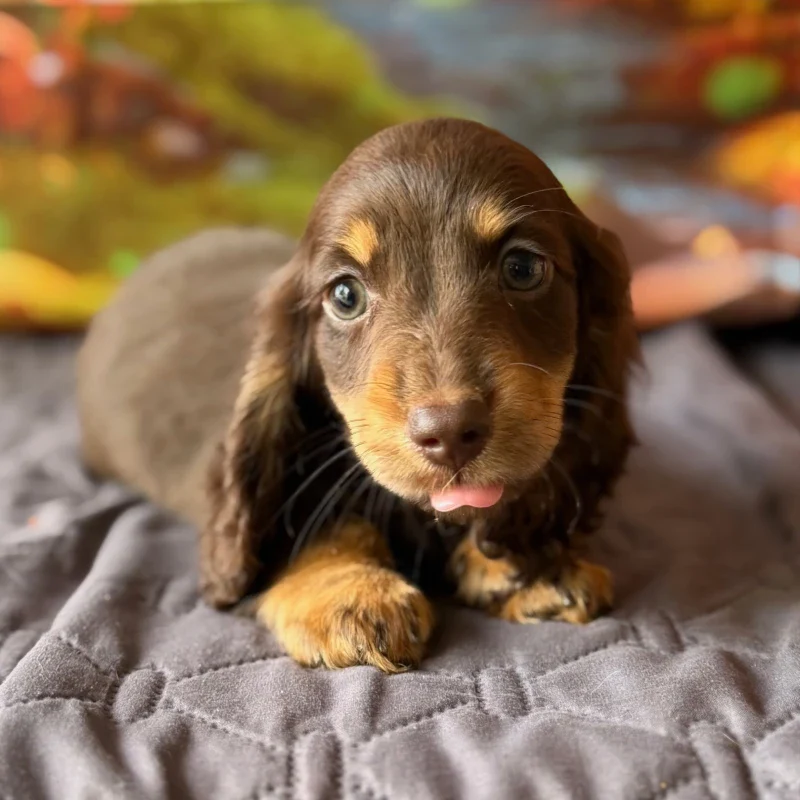 Dachshund Puppy - Randall