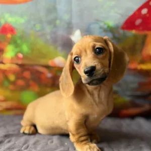 Dachshund Puppy - Ridge