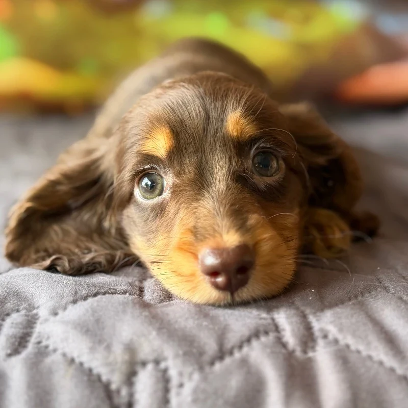 Dachshund Puppy - Ruthie