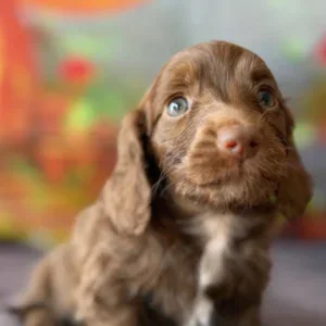 Dachshund Puppy - Vivienne