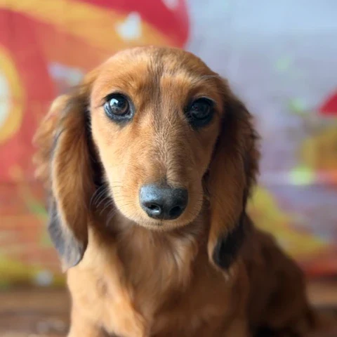 Dachshund Puppy - Whiskey