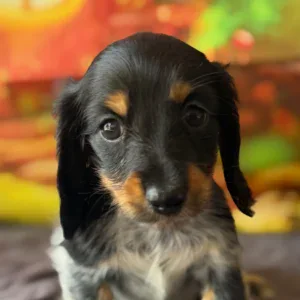 Dachshund Puppy - Zuri