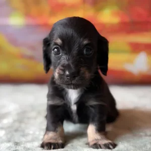 Dachshund Puppy - Azalea