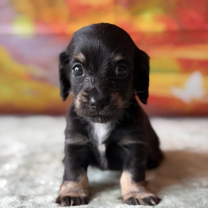Dachshund Puppy - Azalea