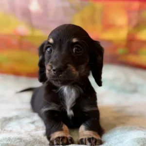 Dachshund Puppy - Azalea