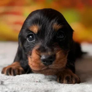 Dachshund Puppy - Bennett