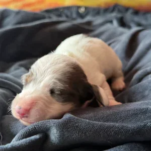 Dachshund Puppy - Caroline