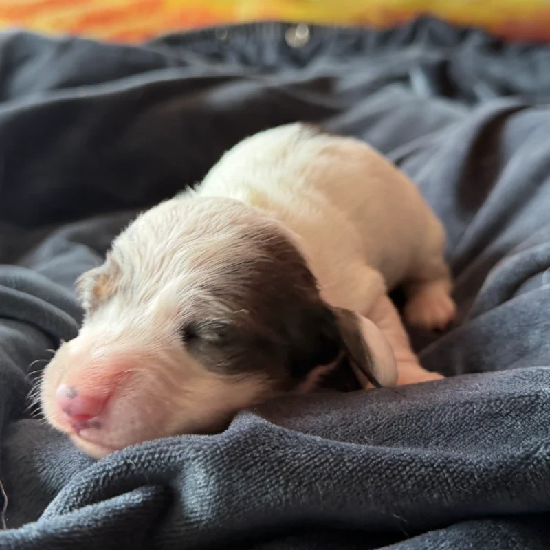 Dachshund Puppy - Caroline