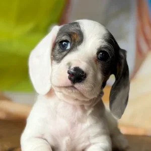 Dachshund Puppy - Bridger