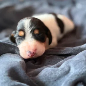 Dachshund Puppy - Bronco