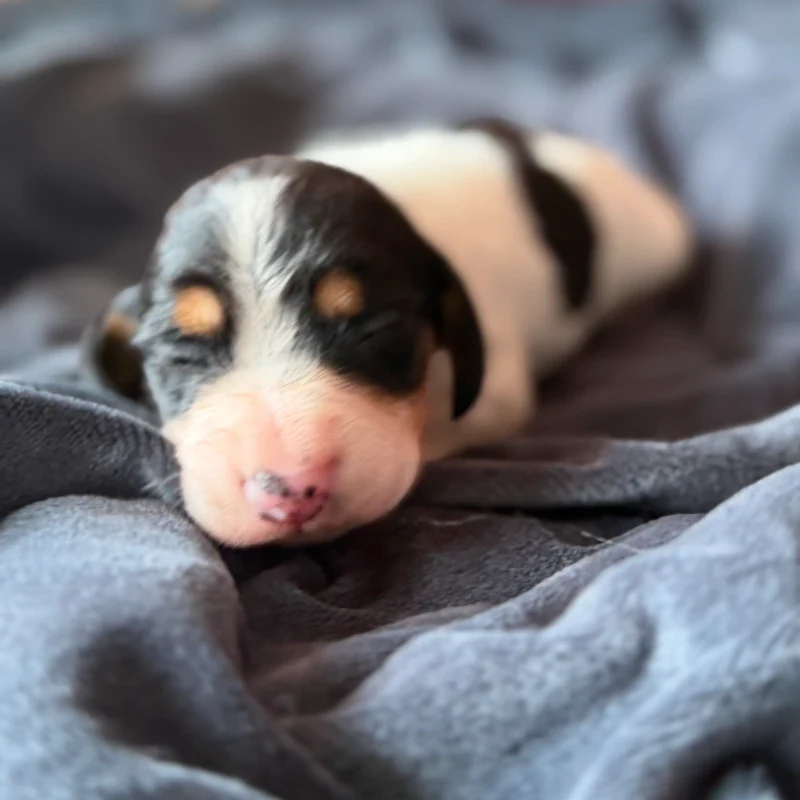 Dachshund Puppy - Bronco