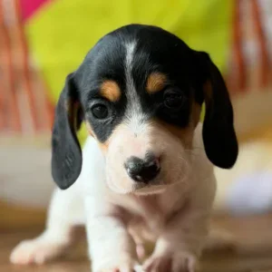 Dachshund Puppy - Bronco