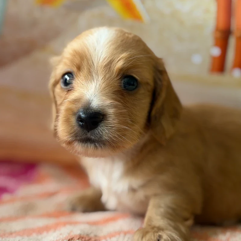Dachshund Puppy - Buzzy