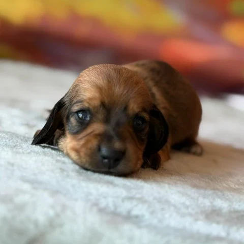 Dachshund Puppy - Ford