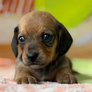 Dachshund Puppy - Caroline
