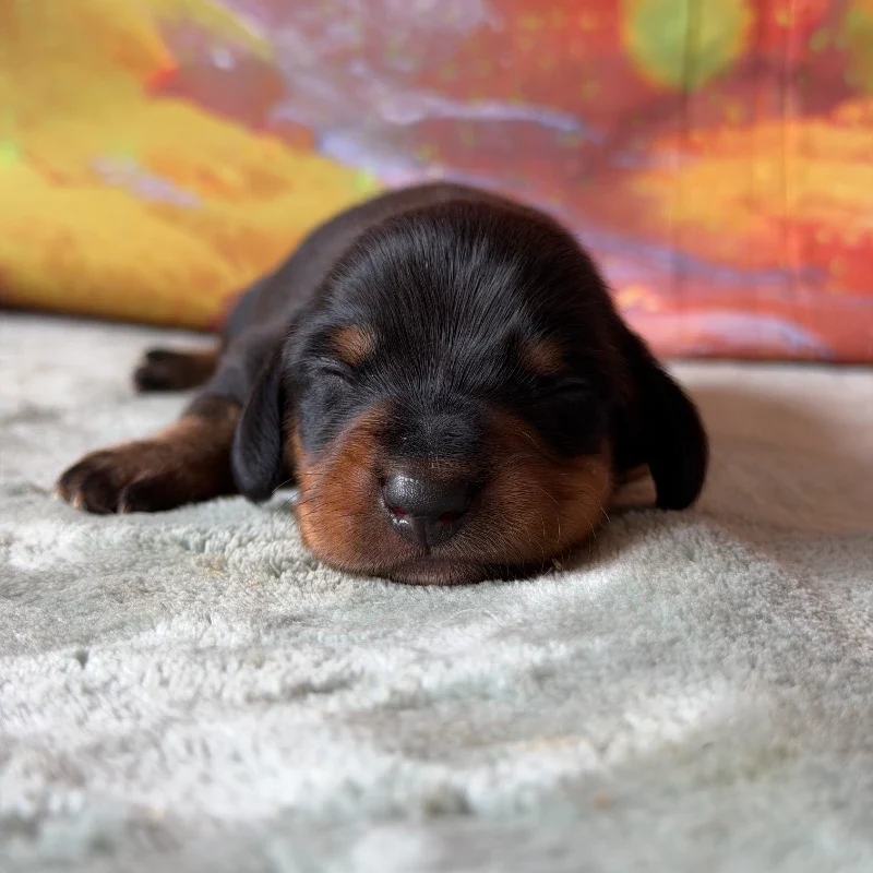 Dachshund Puppy - Cash