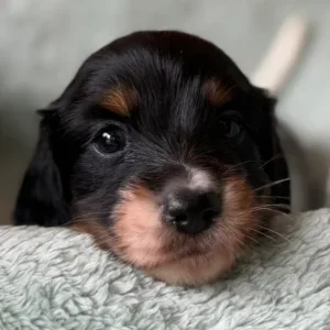 Dachshund Puppy - Elliott