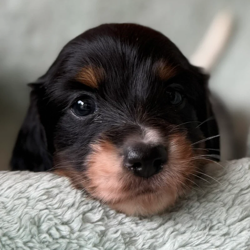 Dachshund Puppy - Elliott