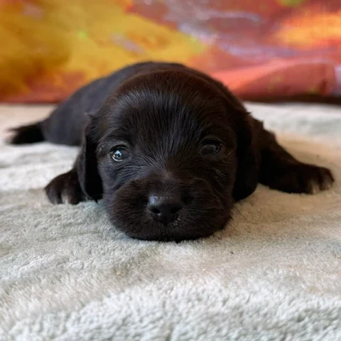 Dachshund Puppy - Fawn