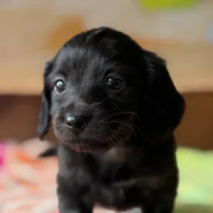Dachshund Puppy - Fawn